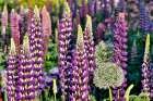 USA, Oregon. Garden in full bloom with Allium and Russell lupine. Art Print
